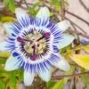 Blue Crown Passionflower 1 Blue Crown Passionflower -Alpha Garden Shop shutterstock 1141041311