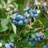 Patriot Blueberry 2 Patriot Blueberry -Alpha Garden Shop shutterstock 114159136 2