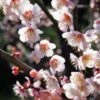 Bungo Flowering Apricot 2 Bungo Flowering Apricot -Alpha Garden Shop shutterstock 1158646051