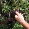 Samdal Elderberry 2 Samdal Elderberry -Alpha Garden Shop shutterstock 1168717393