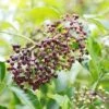 Wyldewood Elderberry 2 Wyldewood Elderberry -Alpha Garden Shop shutterstock 1171907257