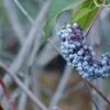 Blue Elderberry -Alpha Garden Shop shutterstock 1189645075