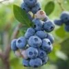 Reka Blueberry -Alpha Garden Shop shutterstock 1192869697 1