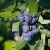 Alpha Emerald Blueberry -Alpha Garden Shop shutterstock 1192870129 1