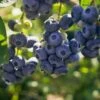Darrow Blueberry 2 Darrow Blueberry -Alpha Garden Shop shutterstock 1195256659