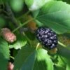 Wellington Mulberry -Alpha Garden Shop shutterstock 1199642386