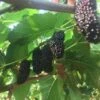 Illinois Everbearing Mulberry -Alpha Garden Shop shutterstock 1207018774