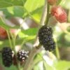 Kokuso Korean Mulberry -Alpha Garden Shop shutterstock 1208014621