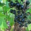September Black Currant -Alpha Garden Shop shutterstock 1304722648