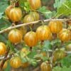 Hinnomaki Yellow Gooseberry -Alpha Garden Shop shutterstock 138667280