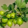 Invicta Gooseberry 2 Invicta Gooseberry -Alpha Garden Shop shutterstock 142468006