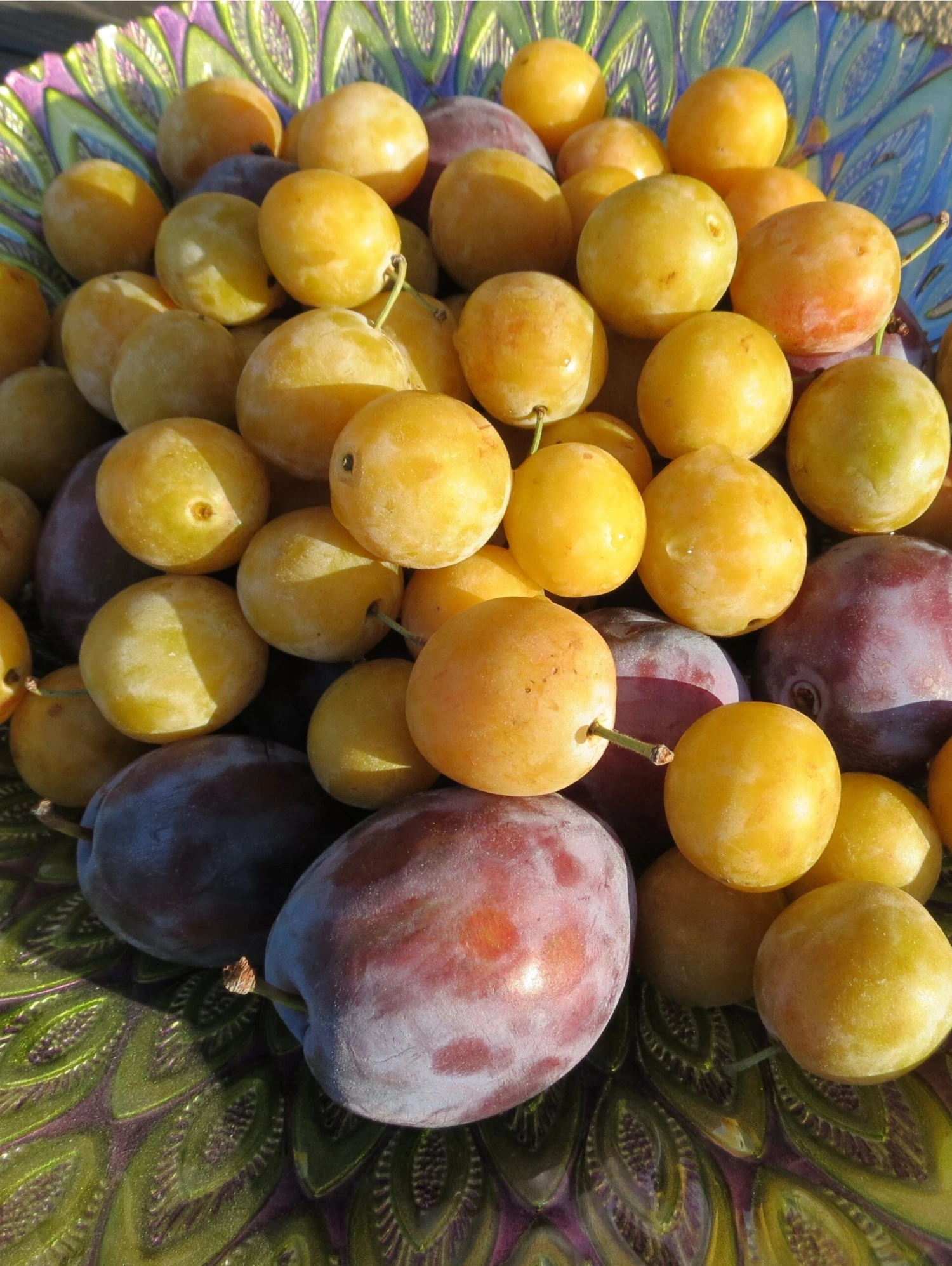 Mirabelle De Nancy European Plum 4 Mirabelle De Nancy European Plum - Image 2