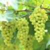 Niagara Grape -Alpha Garden Shop shutterstock 144385198