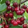 Danube Cherry -Alpha Garden Shop shutterstock 1455581603