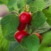 Nanking Cherry -Alpha Garden Shop shutterstock 147425744