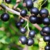 Ben Lomond Black Currant -Alpha Garden Shop shutterstock 1477064366