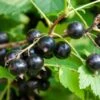Ben More Black Currant -Alpha Garden Shop shutterstock 1482109526