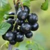 Minaj Smyriou Black Currant -Alpha Garden Shop shutterstock 1497701447