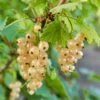 Blanca White Currant 1 Blanca White Currant -Alpha Garden Shop shutterstock 1551737345