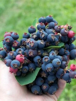Thiessen Serviceberry