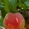 Necta Zee Nectarine 1 Necta Zee Nectarine -Alpha Garden Shop shutterstock 174110