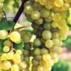 Interlaken Seedless Grape 1 Interlaken Seedless Grape -Alpha Garden Shop shutterstock 228403507