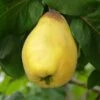 Van Deman Quince 1 Van Deman Quince -Alpha Garden Shop shutterstock 279878615