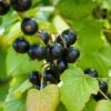 Otelo Black Currant 2 Otelo Black Currant -Alpha Garden Shop shutterstock 288370247