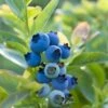Blueray Blueberry 1 Blueray Blueberry -Alpha Garden Shop shutterstock 304755110 1