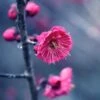 Kanko Bai Flowering Apricot -Alpha Garden Shop shutterstock 36221416