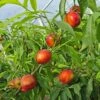 Hardired Nectarine -Alpha Garden Shop shutterstock 367953983