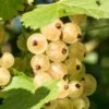 Primus White Currant -Alpha Garden Shop shutterstock 400449280