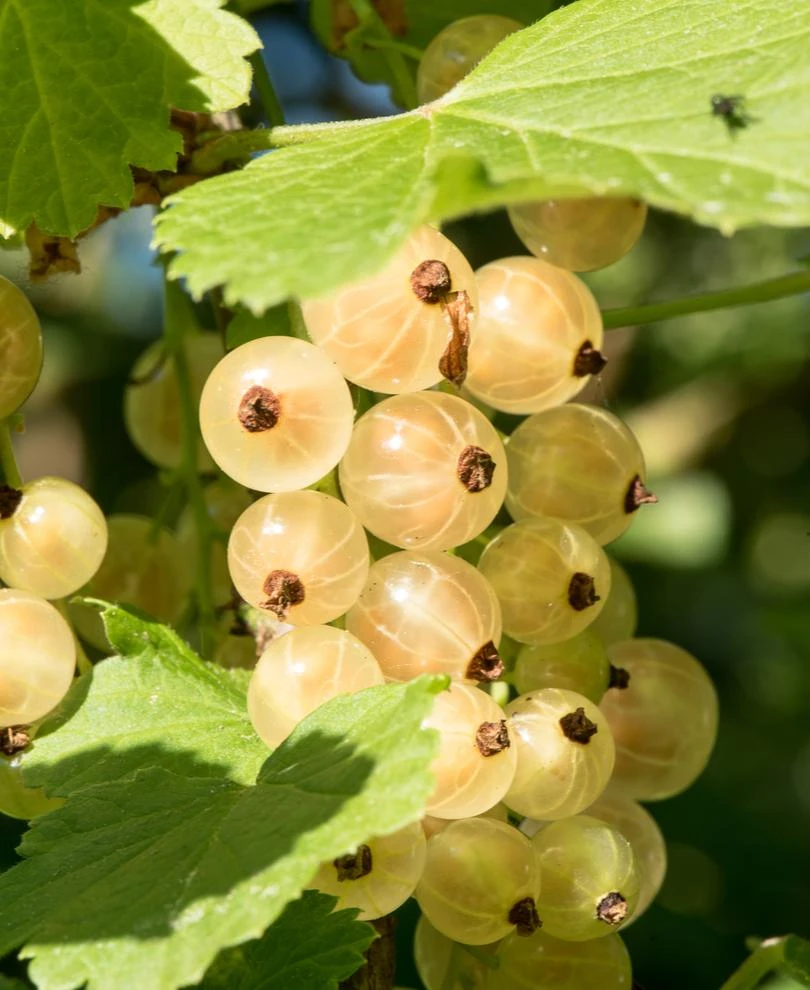 Primus White Currant 3 Primus White Currant