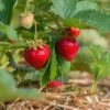 Benton Strawberry -Alpha Garden Shop shutterstock 430640533