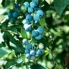 Alpha Sunshine Blue Blueberry 2 Alpha Sunshine Blue Blueberry -Alpha Garden Shop shutterstock 447173914 1