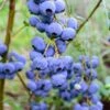 Alpha Bluegold Blueberry -Alpha Garden Shop shutterstock 460547209