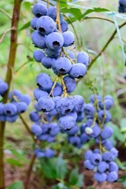 Alpha Bluegold Blueberry