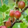 Jahn's Prairie Gooseberry 1 Jahn's Prairie Gooseberry -Alpha Garden Shop shutterstock 466143932