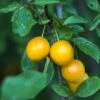 Mirabelle De Nancy European Plum 1 Mirabelle De Nancy European Plum -Alpha Garden Shop shutterstock 475989046