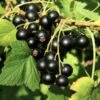 Wellington XXX Black Currant 2 Wellington XXX Black Currant -Alpha Garden Shop shutterstock 49241371