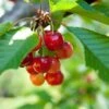 Kansas Sweet Cherry -Alpha Garden Shop shutterstock 54968818