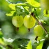 Whitesmith Gooseberry -Alpha Garden Shop shutterstock 554664052