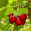 Glacier Cherry 2 Glacier Cherry -Alpha Garden Shop shutterstock 559155565