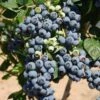 Bluecrop Blueberry -Alpha Garden Shop shutterstock 56671291 1