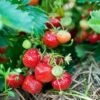 Capron Musk Strawberry -Alpha Garden Shop shutterstock 56673937