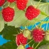 Cascade Delight Raspberry Bundle (5 Plants) 2 Cascade Delight Raspberry Bundle (5 Plants) -Alpha Garden Shop shutterstock 56724127 02deb844 cdbd 4b40 b3bb b6b1eb7b7921