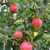 Foxwhelp Cider Apple 2 Foxwhelp Cider Apple -Alpha Garden Shop shutterstock 585414392