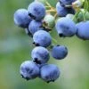 Bushel And Berry® Perpetua® Blueberry -Alpha Garden Shop shutterstock 58923367 1