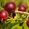 Hinnomaki Red Gooseberry -Alpha Garden Shop shutterstock 619589141 1