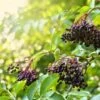 Haschberg Elderberry -Alpha Garden Shop shutterstock 650694826